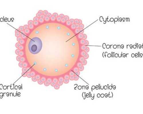 西宁合法供卵医院_刚出生婴儿长牙怎么办