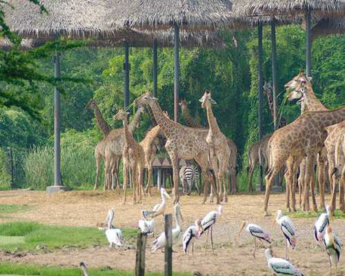 深圳紫朵朵供卵价格_广州医科大学附属第三医院做试管一般移植几次能成功？
