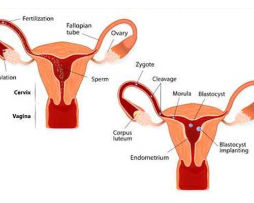 海南供卵志愿者群_经期吃了减肥药怎么办