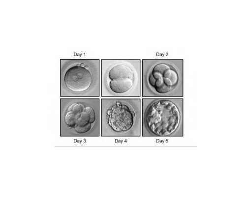 备孕期间吃什么排卵效益高 排卵后有哪些注意事项
