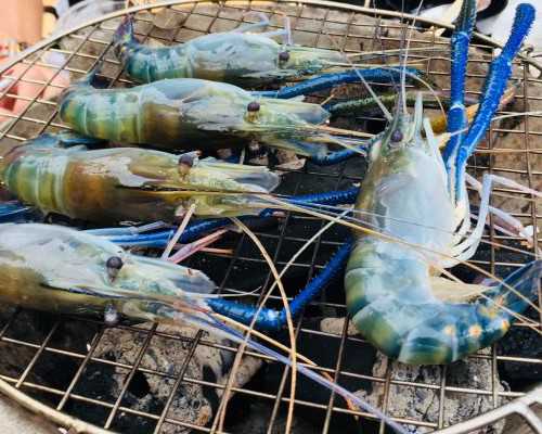 支原体感染的原因