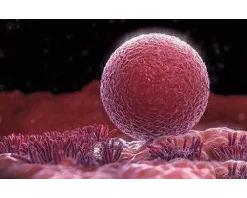 试管婴儿养囊是什么，胚胎培养3天和5天的区别