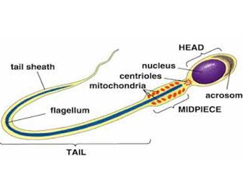 滴虫病的传播方式有哪些