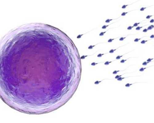 美国进口的辅酶q10哪个牌子助孕效果比较好？