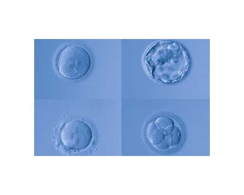 女人子宫切除后还能排卵，自卵可以但自怀很难