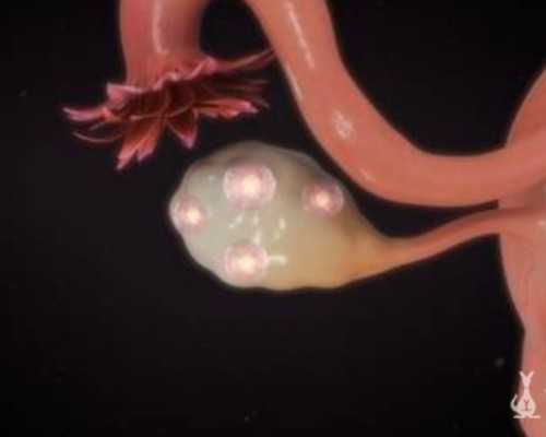 基础卵泡20个做试管婴儿成功率高吗