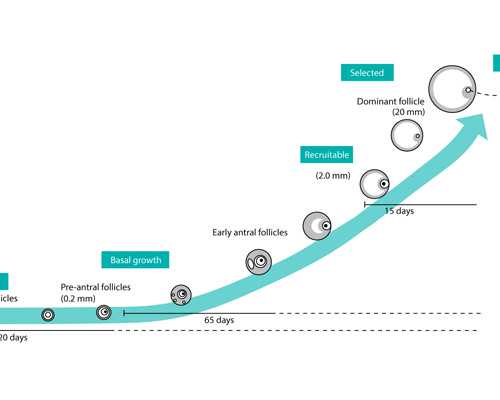 昆明无卵借卵代生子,昆明三代试管婴儿费用多少啊
