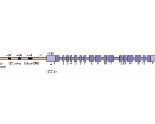 人工受精和试管婴儿的区别是什么