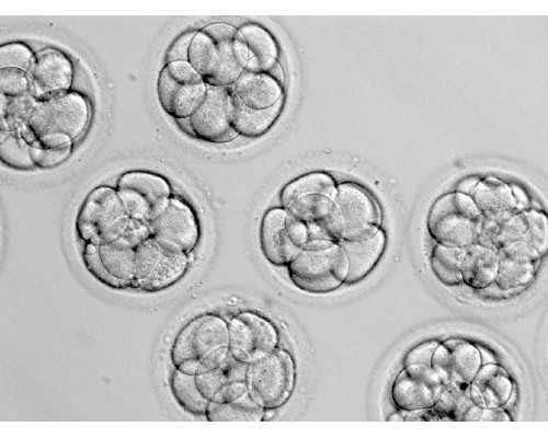 珠海试管供卵婴儿中心_广州南方医院可以申请供卵做试管吗？