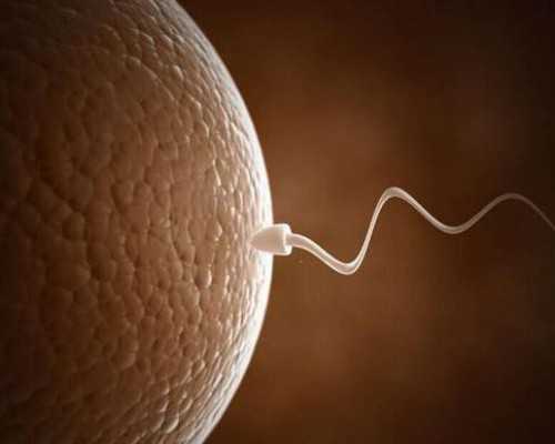 卵子什么样子？卵子的样子长什么样？