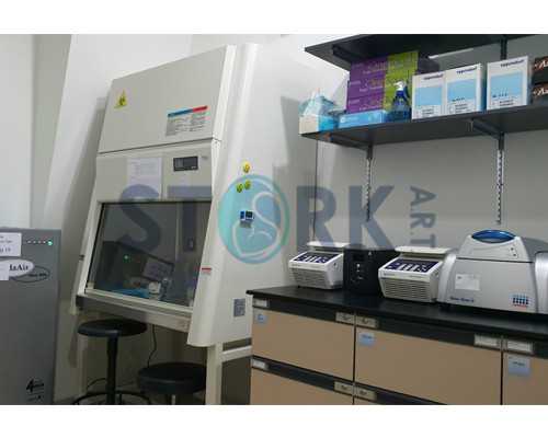 年轻女性移植鲜胚有90%的成功几率会着床是真的吗？