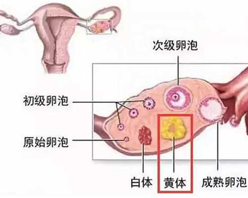 用供卵生出来是谁的孩子_泰国试管适合高龄妈妈吗？泰国供卵试管流程介绍