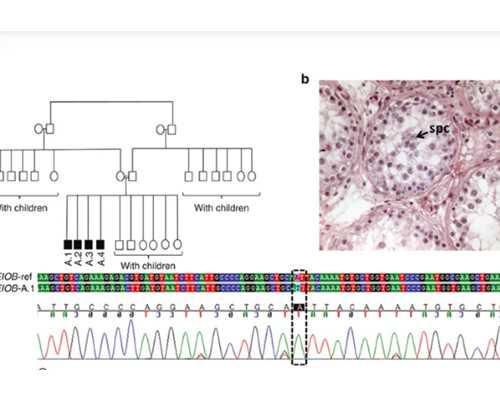 沈阳供卵官方网站_卵巢早衰，腺肌瘤有没有在十堰市人民医院做试管成功的