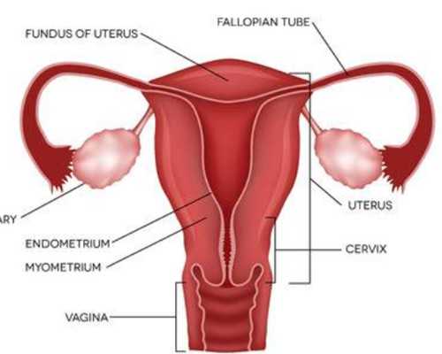 试管技术助孕诞生的孩子智商低寿命短是真的吗？